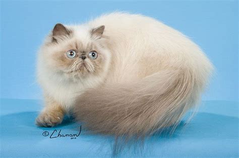 Get Lilac Point Himalayan Cat Images See More Ideas About Pets Cute