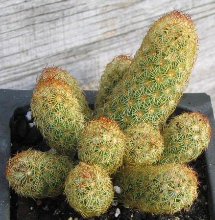 The genus crassula includes around 200 species of succulent plants, ranging in size from your plant will ship in a plastic growers pot. Scientific Name: Mammillaria elongata Common Name: Golden ...