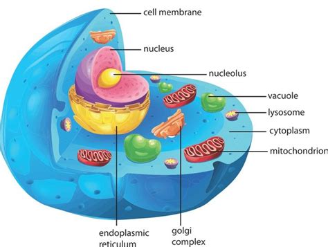 Mitochondria (singular mitochondrion) are abundant organelles present in nearly all eukaryotic cells. What are mitochondria?
