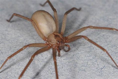 ᐈ What To Do If You Find A Brown Recluse In Your Home【 2021