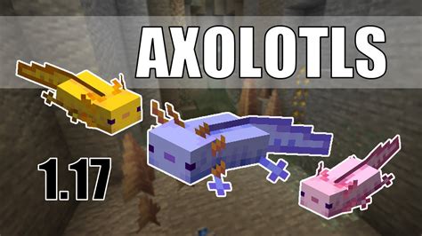 How To Breed A Pet Axolotl In Minecraft 117 All About Axolotls Youtube