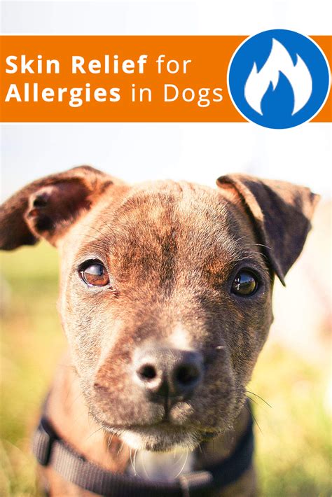 When Our Dogs Suffer From Allergies They Can Have Full Body Reactions