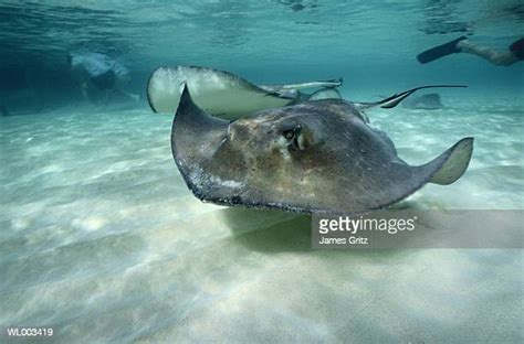 Stingray Photos And Premium High Res Pictures Getty Images