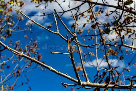 Looking Up At The Branches And Leaves As Trees Change Just Start Stock