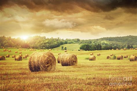 Field Of Freshly Bales Of Hay With Beautiful Sunset Photograph By