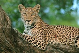 leopardo hembra en un árbol mirando a cámara 706538 Foto de stock en ...