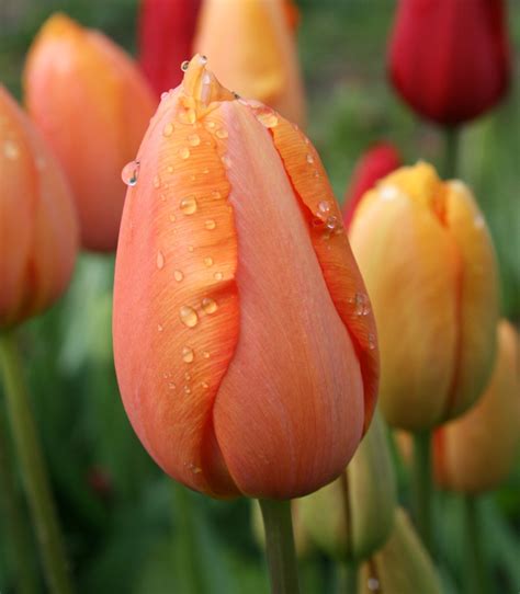Tulip Dordogne Bulbs Single Late Tulips Gee Tee Bulbs Uk