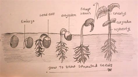 How To Draw Seeds Germination Easyhow To Draw Sprouted Seeds Youtube
