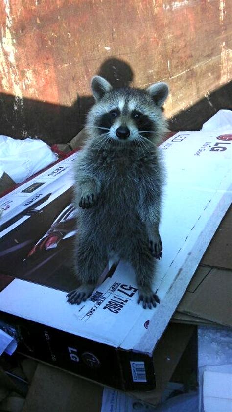 Raccoon Stuck In Dumpster Gets Rescued By Bearded Good Samaritan With