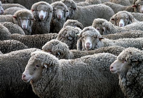 Free Images Herd Sheep Mammal Wool Fauna Vertebrate Sheeps