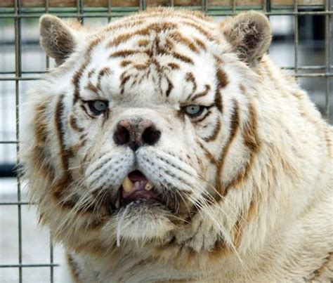That could explain why we don't often see or hear about animals with down syndrome. A Tiger with Down Syndrome : pics
