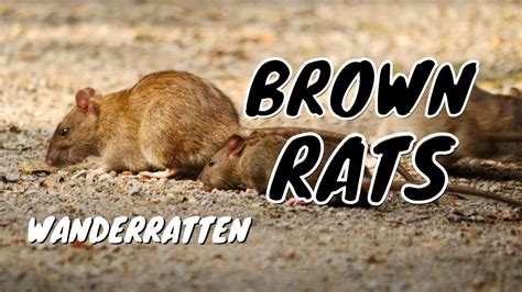 Brown Rats Common Rats Or Street Rats Rattus Norvegicus