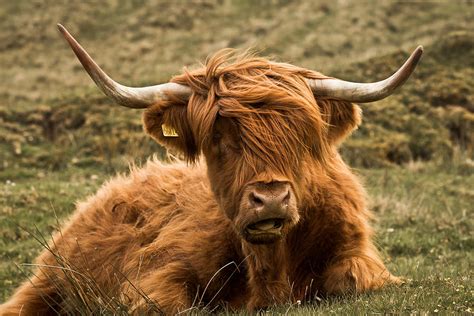 Highland Cow Color By Justin Albrecht