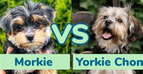 Morkie Vs Yorkie Chon Dog Breed Comparison Premier Pups Premier Pups