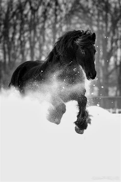 splendid sass a black and white weekend ~ my favorites in black and white pinterest