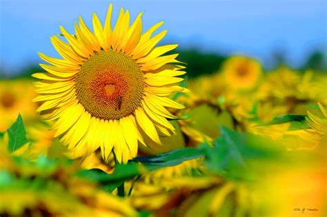 Free Download Hd Wallpaper Shallow Focus Photography Of Sunflower In