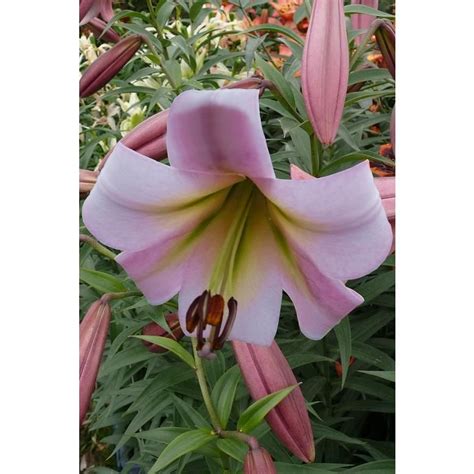 Lily Eastern Moon Trumpet 3 Bulbs Trumpet Lily Oriental Lily