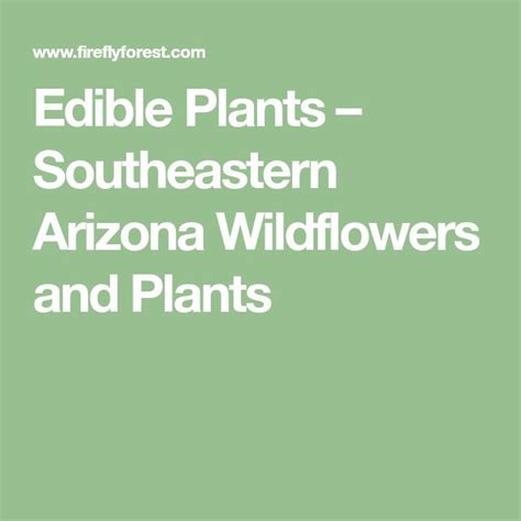 Edible Plants Southeastern Arizona Wildflowers And Plants Edible