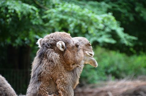 Free Images Nature Animal Wildlife Zoo Camel Sheep Mammal