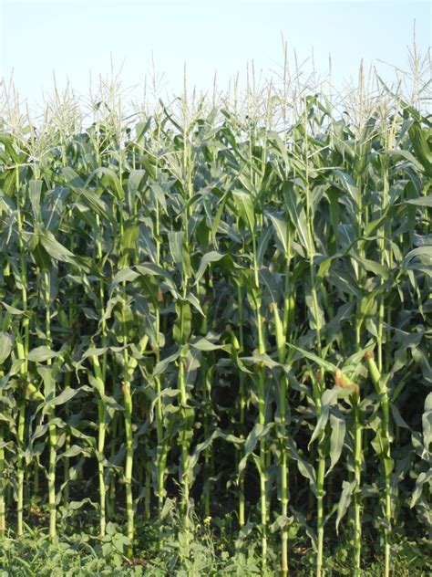Green Stalks Of Corn In The Field Free Image Download