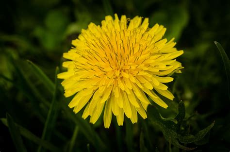 Yellow Dandelion 2 Dandelion Flower Dandelion Rocky Mountains