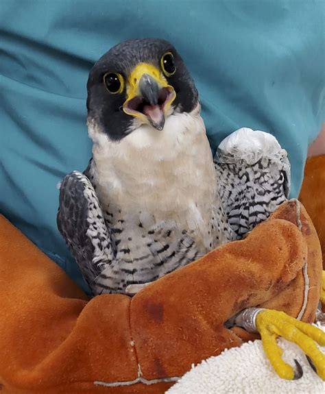 Injured Member Of Berkeleys Famed Peregrine Falcon Pair Recuperating