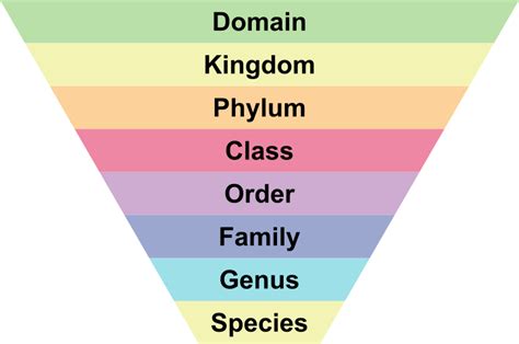 7 Levels Of Classification