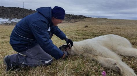 In The Arctic A Polar Bear Was Rescued With A Jar Stuck In Its Mouth