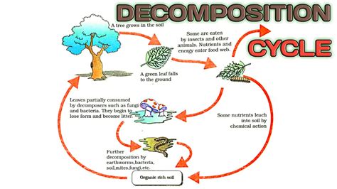 Ecosystem Functioning And Decomposition Process Youtube