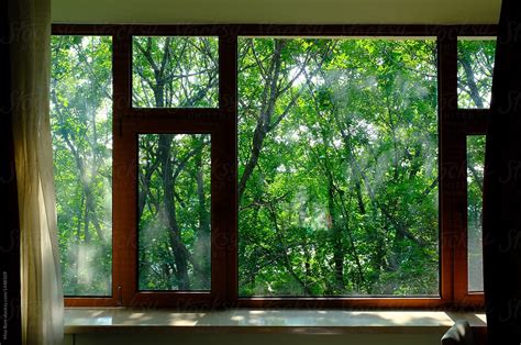 Close Up Of Trees Seen Through Window By Stocksy Contributor Rein