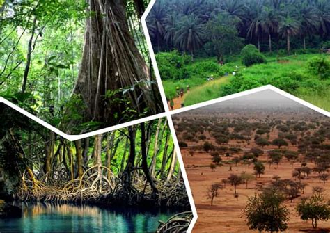 Types Of Forests Found In Nigeria Legitng