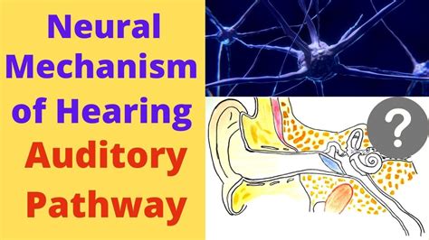 Auditory Pathway Neural Mechanism Of Hearing Youtube