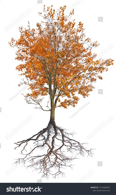 4 501 Maple Tree Roots Stock Photos Images Photography Shutterstock