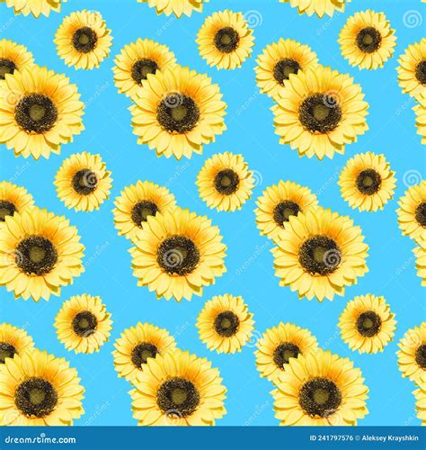 Sunflower Flower On A Blue Background Stock Photo Image Of Group