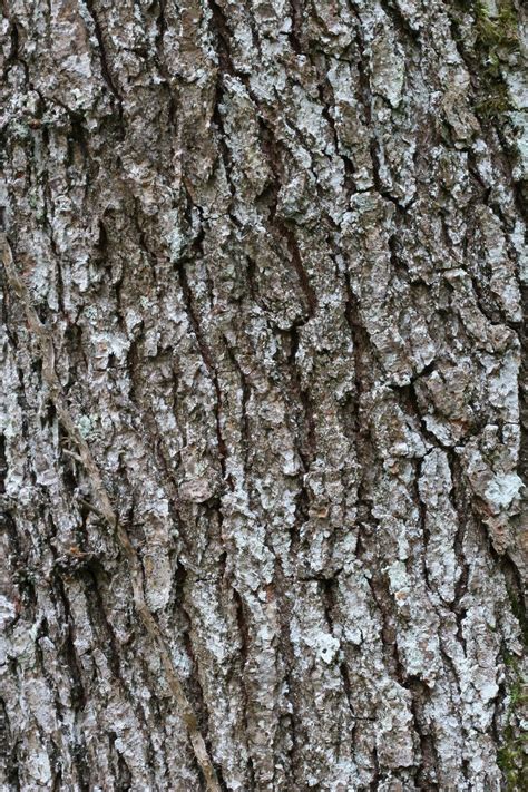 Free Texture Tree 4 Stock Photo