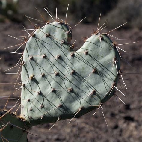 Heart Shaped Cacti Leaf What Is Love My Heart Hurts Loving Someone