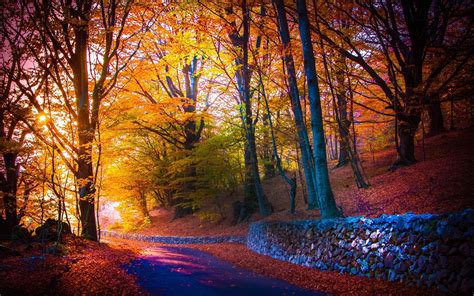 Wallpaper Sunlight Trees Forest Fall Night Nature Road Branch