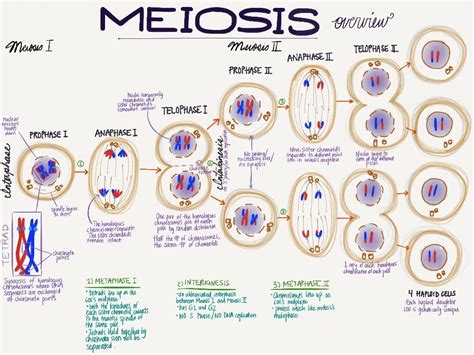 Meiosis Biology Diagrams Meiosis Biology Notes Gambaran