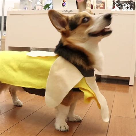 Cute And Comfy Diy Banana Costume For Dogs Video Pets Cute Dogs