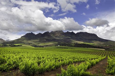 The Top Stellenbosch Wineries To Visit