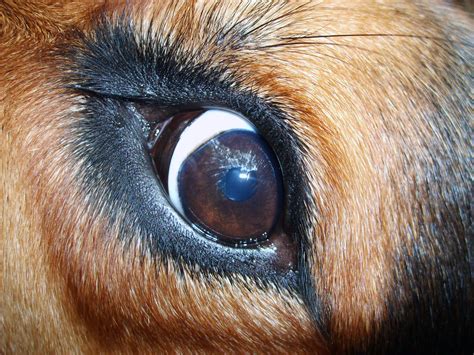 Dog Eye Free Images For Commercial Use