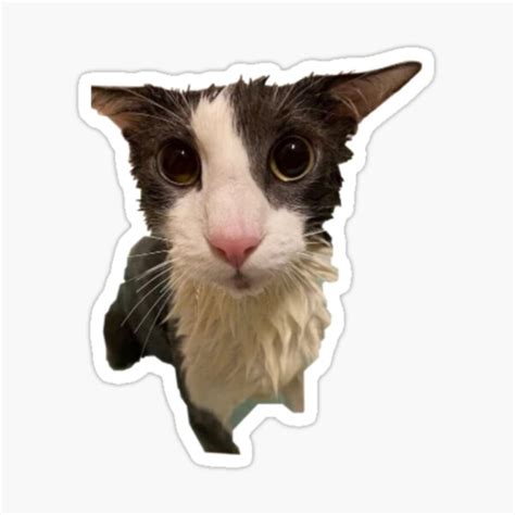 Soggy Cat Sticker For Sale By Trendy Now Redbubble