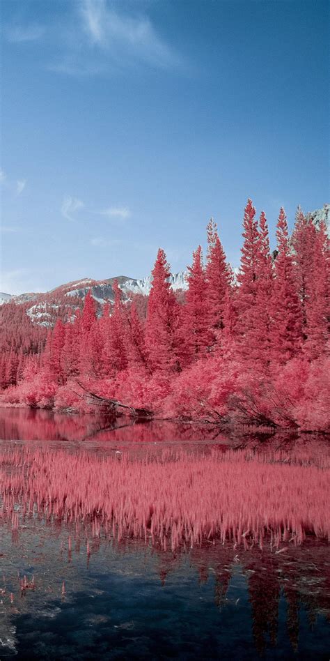 Pink Tree By Lake Wallpapers Wallpaper Cave