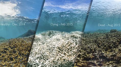 Record Warm Ocean Temperatures Killed Large Parts Of The Northern And Central Great Barrier Reef