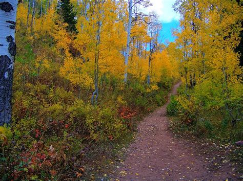 Autumn Trails Photograph By Shirlene Davis Fine Art America