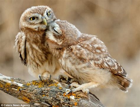 These Owls Prove Theyre Real Love Birds As They Cuddle Up For A Kiss