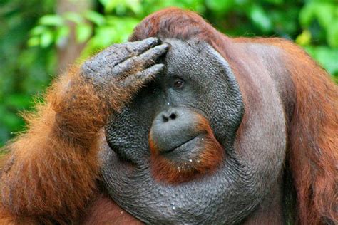 Mistério Por que alguns orangotangos machos têm a cara flangeada e