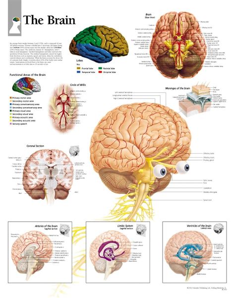 Color Coded Brain Diagram Studying Diagrams