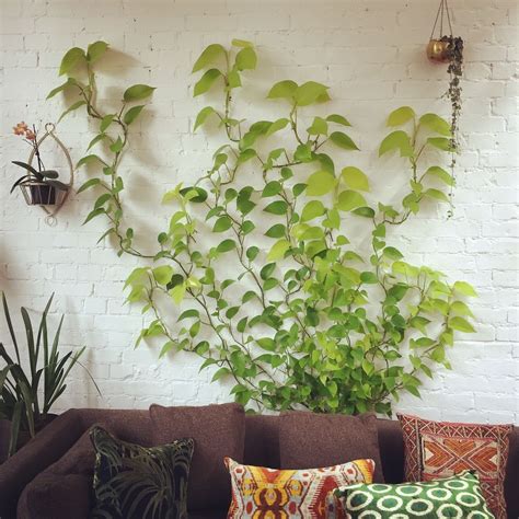 There are quite a number of other methods of climbing. Pothos vine | Climbing plants, Wall climbing plants, Neon ...