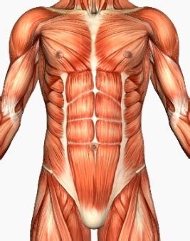 Learn all about human muscles and how they work. How core strength prevents injury and increases ...